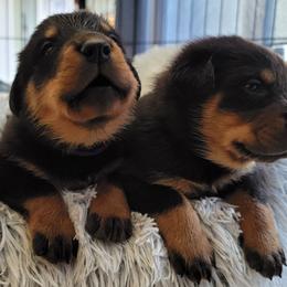 Beauceron Puppies from Rayon de Soleil Beaucerons