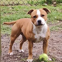 Crush - Staffordshire Bull Terrier