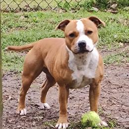 Crush - Staffordshire Bull Terrier