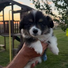 Boone - Black and tan male Pembroke Welsh Corgi puppy in Red Bluff, California from Wilder Ranch Corgis