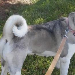 Akita from Jesuel's Akitas
