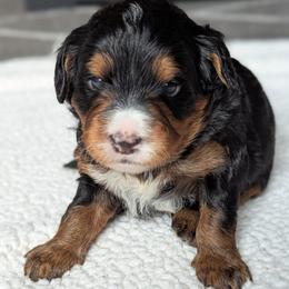 Lime Green - Tri-color female Bernedoodle puppy in Connecticut from Valley View Doodles
