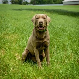 Dilute Retriever All Grown Up from Roaming Lab Farms