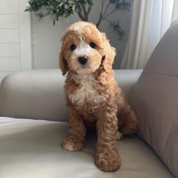 Ember - Red  female Goldendoodle puppy in Vancouver, Washington from Blissful Doodles