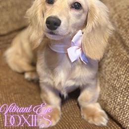 Sasha - Dachshund