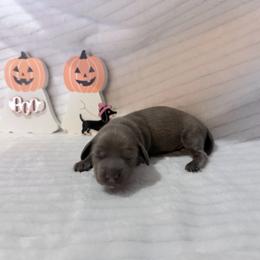 Milo - Blue and tan male Dachshund puppy in Hillsville, Virginia from Bonderosa Kennels