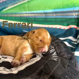 Ferrari - Apricot male Goldendoodle puppy in Chelan, Washington from North Cascades Doodles
