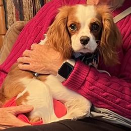 Mila - Cavalier King Charles Spaniel