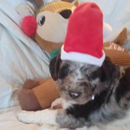 Aussiedoodles from Adorable Aussiedoodles