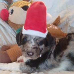 Aussiedoodles from Adorable Aussiedoodles