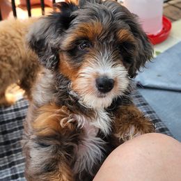 Jessie's Girl - Blue merle Assorted Doodle Crosses puppy in Indianapolis, Indiana from Do Wah Diddy Doodles