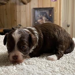 Male 1 - Brown and white male Aussiedoodle puppy in Spring Hill, Tennessee from Duke's Mini & Toy Australian Shepherds & Aussiedoodles