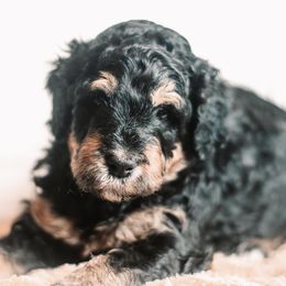 Bernedoodle and Goldendoodle Puppies from Hommel’s Mini Darling Doodles