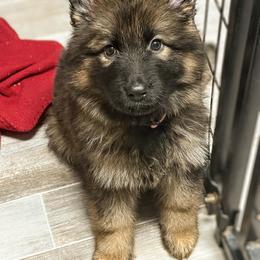 Wilma - Sable female German Shepherd puppy in Kingsley, Michigan from Legacy German Shepherds