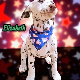 Elizabeth - White and liver brown female Dalmatian puppy in Sierra Vista, Arizona from Fairytail Dalmatians