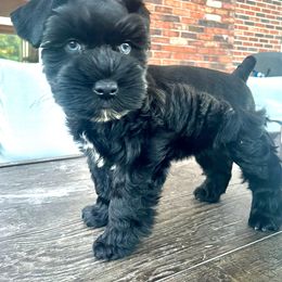 Miniature Schnauzer Puppies from Lap Happy Schnauzers
