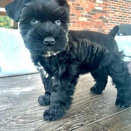 Miniature Schnauzer Puppies from Lap Happy Schnauzers