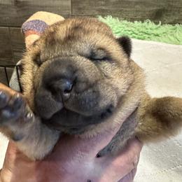 Chinese Shar-Pei Puppies from Blackwitch Farms