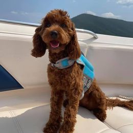 Cavapoo Puppies from Campbell's Cavapoos