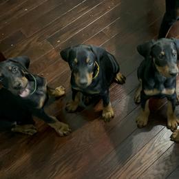 Doberman Pinscher Puppies from Bhon Mhuir Dobermanns