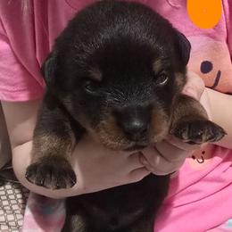 Boy 2 - Black and mahogany male Rottweiler puppy in San Antonio, Texas from HAUS OF RZA