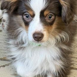 Petunia - Red tri female Toy Australian Shepherd puppy in Luzerne, Iowa from Rouse's Aussies