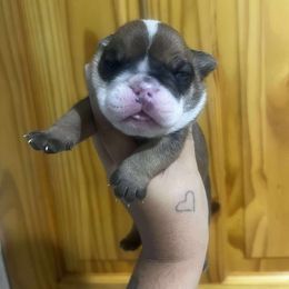 Sausage McMuffin - Red and white male Bulldog puppy in Wolf Creek, Oregon from Dejah Bleu Bulldogs