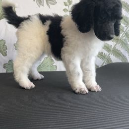Zara - Parti Poodle puppy in Sheboygan, Wisconsin from Juicy Standards