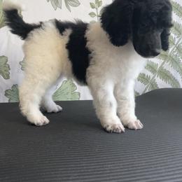 Zara - Parti Poodle puppy in Sheboygan, Wisconsin from Juicy Standards