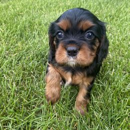 Lucy - Black and tan Cavalier King Charles Spaniel puppy in Lambertville, Michigan from Dream Dog LLC