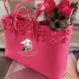 Yorkshire Terrier Puppies from Heaven_sent_toy_yorkies