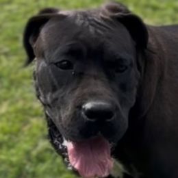 Fly - Cane Corso