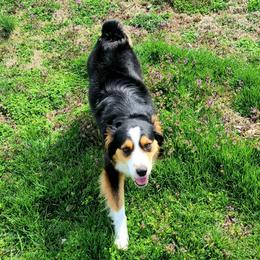 Clover - Miniature Australian Shepherd