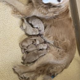 American Staffordshire Terrier and Golden Retriever Puppies from Riverbend Goldens & Am Staffs