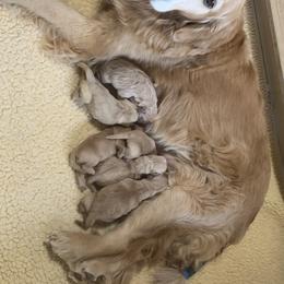 American Staffordshire Terrier and Golden Retriever Puppies from Riverbend Goldens & Am Staffs