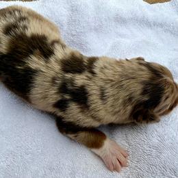 Dodger - Red merle male Australian Shepherd puppy in Mount Vernon, Texas from RJ's Aussie Posse