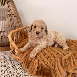 Pearl - Cream female Goldendoodle puppy in North Royalton, Ohio from Johnson's Doodles