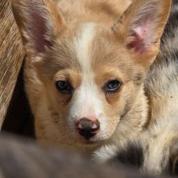 Sable Bluie Merle - Sable merle and white female American Corgi puppy in Clovis, New Mexico from Sweet & Salty Cowdogs