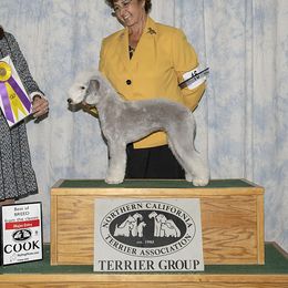 Allez - Bedlington Terrier