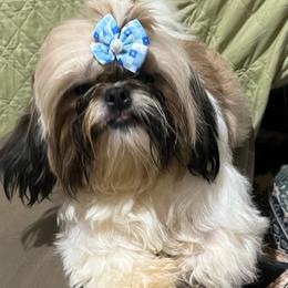 Hal - Gold and white male Shih Tzu puppy in Corpus Christi, Texas from Pam Crump Shih Tzu