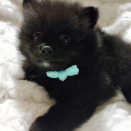 Pomeranian Puppies from Cutie Poms