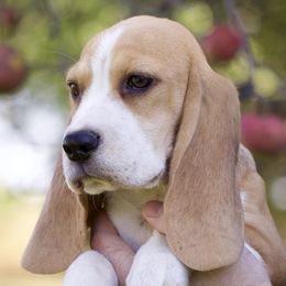 Kate - Beagle puppy in Warsaw, Indiana from Mae’cee Beagles