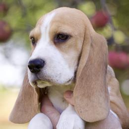 Kate - Beagle puppy in Warsaw, Indiana from Mae’cee Beagles