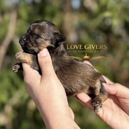 AKC BLACK AND TAN SABLE GIRL - Salt and pepper female Miniature Schnauzer puppy in Lake Placid, Florida from Love Giver Schnauzers