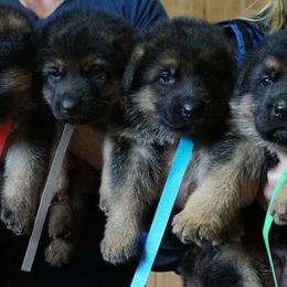 German Shepherd Puppies from sharon Minerd