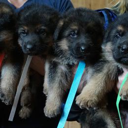 German Shepherd Puppies from sharon Minerd