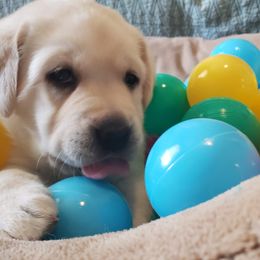 Labrador Retriever Puppies from Sandy Paws Labradors Maui