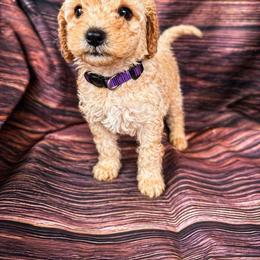 Kelsea Ballerini - Apricot female Goldendoodle puppy in Norris, Tennessee from Young Farms