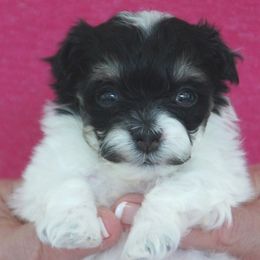 Havanese Puppies from Justamere Havanese