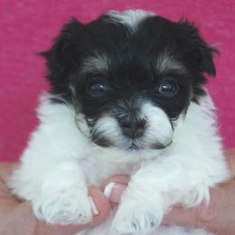 Havanese Puppies from Justamere Havanese